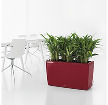 Rechthoekige plantenbak met groene planten op de vloer