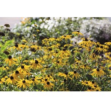 Veld van Rudbeckia bloemen in de tuin