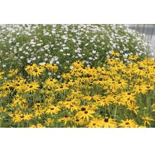 Veld met gele Rudbeckia bloemen en witte madeliefjes