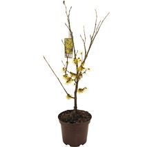 FLORASELF® Toverhazelaar Hamamelis mollis 'Arnold Promise' potmaat Ø cm