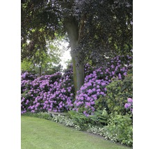 Landschapstuin met rododendrons, boom en gazon