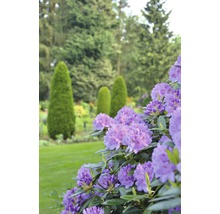Bloeiende rhododendron in tuin met gazon en bomen