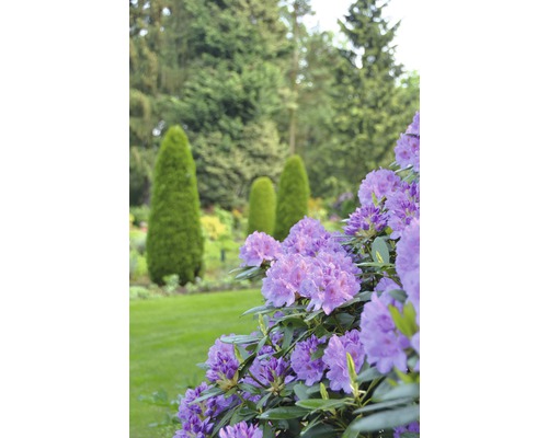 Bloeiende rhododendron in tuin met gazon en bomen