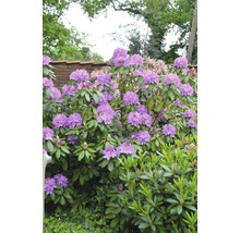 Bloeiende rododendron in de tuin