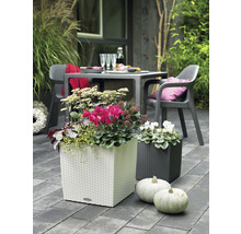 Decoratieve tuinscène met witte en donkere plantenbakken, beplant met bloemen, en pompoenen op de voorgrond.