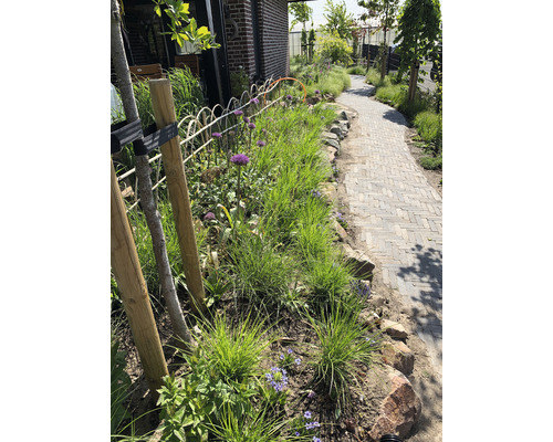 Tuin met planten, bloemen en verhard pad