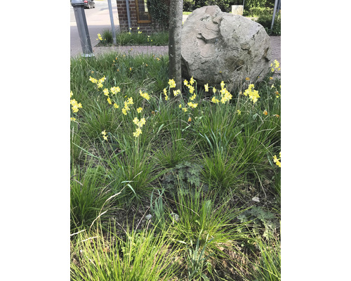 Scene met narcissen, siergras, boom en grote steen