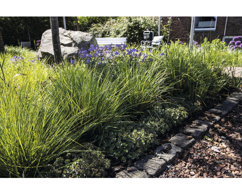 Aangelegde tuin met siergrassen, bloeiende planten en stenen rand
