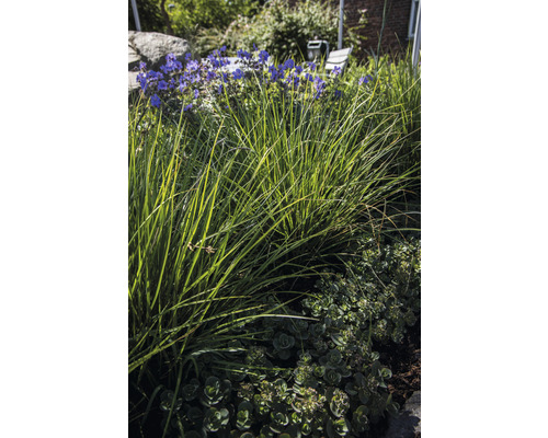 Tuin met siergrassen en bloeiende planten