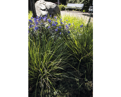 Tuin met siergrassen en bloeiende planten