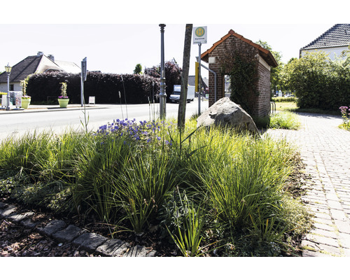 Bushalte met beplanting en grote steen