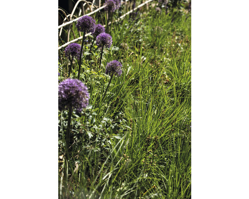 Sierui in de tuinborder met siergras