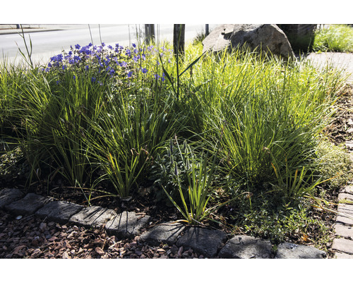 Close-up van een groene strook met siergrassen en bloeiende planten