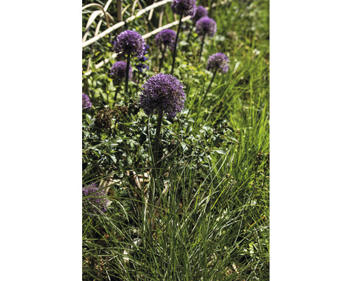 Sierlook in tuinperk