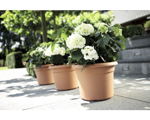 Rij potplanten met witte hortensia''s in de tuin