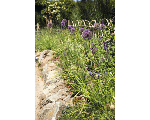 Tuinscene met sierui, siergras, stenen muur en hek