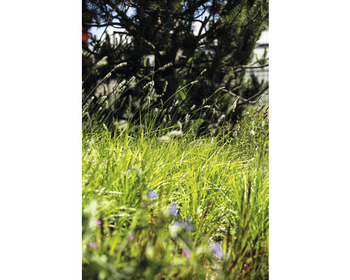 Hoog gras in de tuin met hier en daar wilde bloemen en een boom op de achtergrond