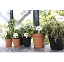 Verschillende kruiden en groenteplanten in potten met labels