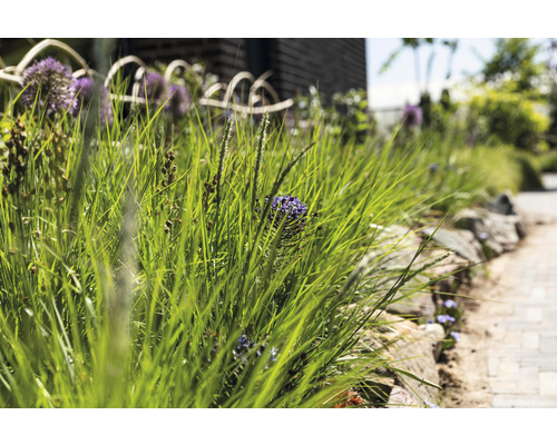 Tuinlandschap met sieruien en siergrassen langs een stenen pad.