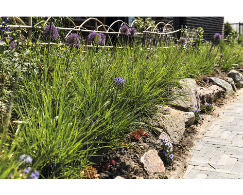 Tuin met gras, sierui en stenen muur