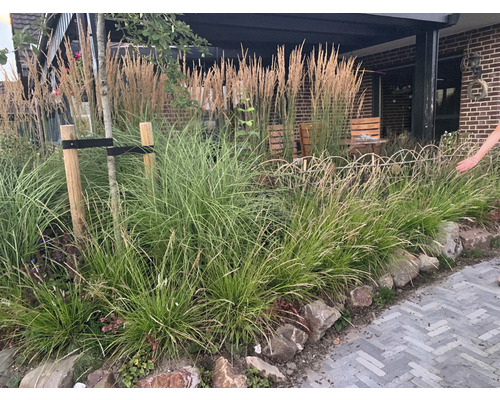 Tuinbeeld met siergrassen, boomsteunen en stenen langs een pad.