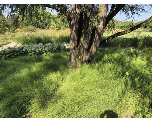 Tuinlandschap met boom en siergras