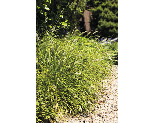 Decoratieve grassen beplanting in de tuin.
