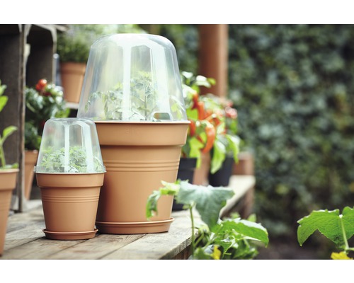 Plantpotten met transparante kappen voor jonge planten op een houten tafel