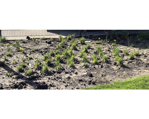 Een tuinperk met vers geplante siergrassen en enkele gele narcissen.