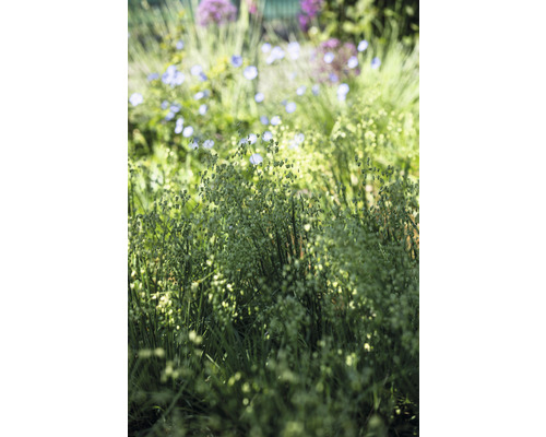 Bloeiend trilgras in de tuin