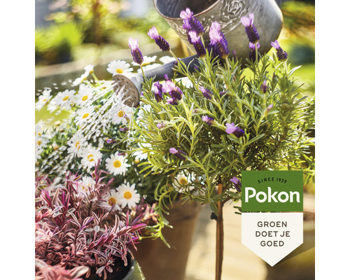 "Gieter geeft water aan lavendel, madeliefjes en een andere plant in de tuin