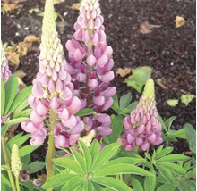 Lupineplant in tuinperk met paarse bloemen