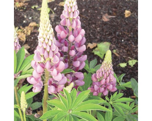 Lupine Lupinus polyphyllus 'Legendary Rose Shades' potmaat Ø 23 cm H 20-60 cm Lupineplant in tuinperk met paarse bloemen