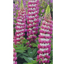 Lupine Lupinus polyphyllus 'Rachel de Thame' potmaat Ø 23 cm H 20-60 cm