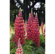 Lupine Lupinus polyphyllus WEST COUNTRY 'Beefeater'® potmaat Ø 23 cm H 20-60 cm