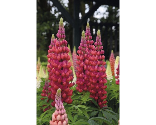 Lupine Lupinus polyphyllus WEST COUNTRY 'Beefeater'® potmaat Ø 23 cm H 20-60 cm