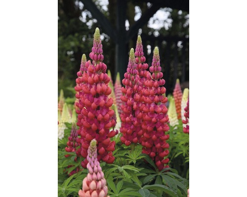 Lupine Lupinus polyphyllus WEST COUNTRY 'Beefeater'® potmaat Ø 23 cm H 20-60 cm Bloeiende lupinen in de tuin.