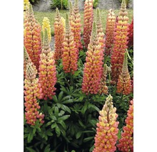 Groep lupinen in de tuinborder