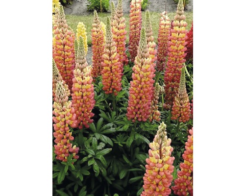 Lupine Lupinus polyphyllus WEST COUNTRY 'Gladiator'® potmaat Ø 23 cm H 20-60 cm Groep lupinen in de tuinborder