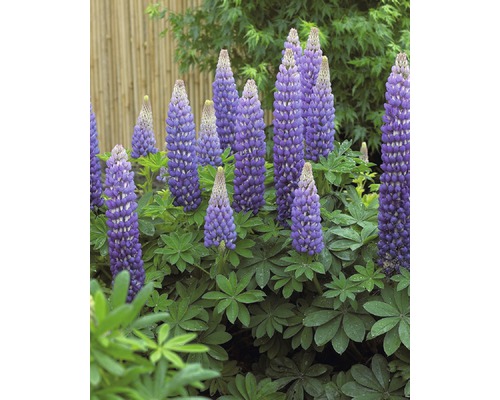 Lupine Lupinus polyphyllus WEST COUNTRY 'Persian Slipper'® potmaat Ø 23 cm H 20-60 cm