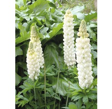 Drie bloeiende, witte lupinen in een tuinbed