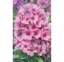 Close-up van Phlox bloemen