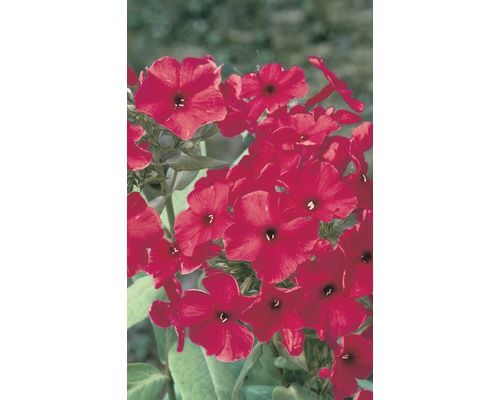 Vlambloem Phlox paniculata FLAME® 'Red' potmaat Ø 23 cm H 20-60 cm