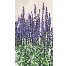 Salie Salvia nemorosa 'Caradonna'® potmaat Ø 23 cm H 20-30 cm