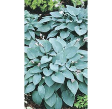 Hosta''s in de tuinborder