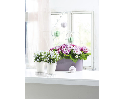 Raamdecoratie met potplanten, bestaande uit twee klokjesbloemen in potten en een langwerpige plantenbak met primula''s.