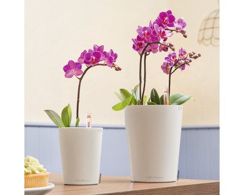 Twee mini-orchideeën in witte plantenbakken met waterniveau-indicator