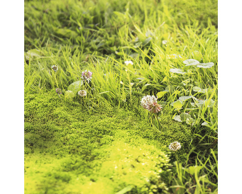 Close-up van gras en klaver in de tuin.