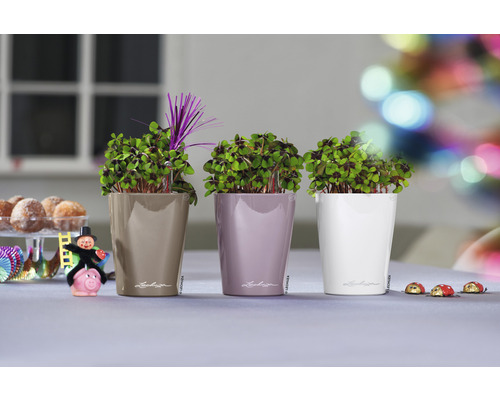 Drie planten in Lechuza plantenbakken op een tafel versierd met geluksbrengers