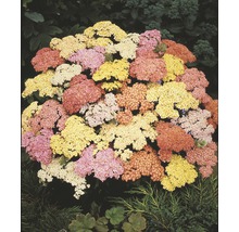 Duizendblad met verschillende bloemkleuren